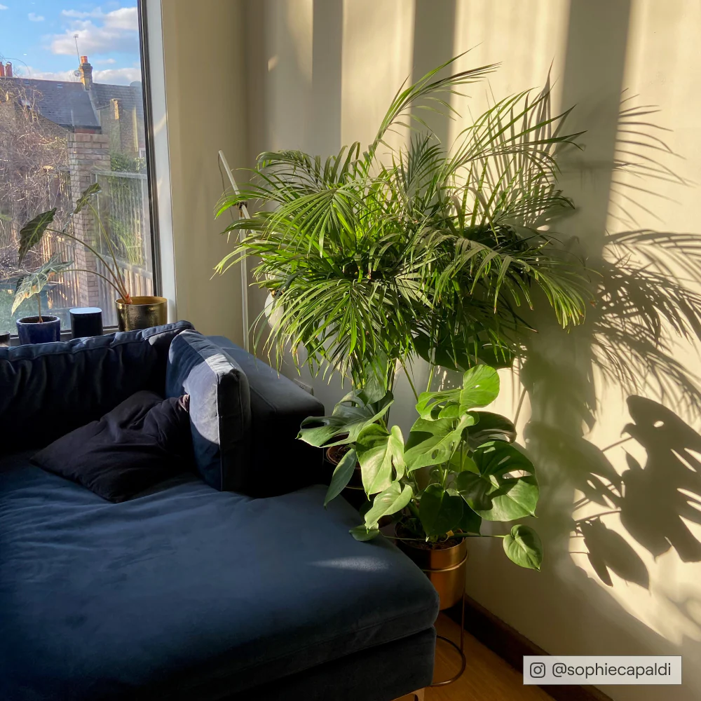 Pampas Sample - Image 29